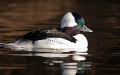 Buffelkopeend (male) 2012 - 01